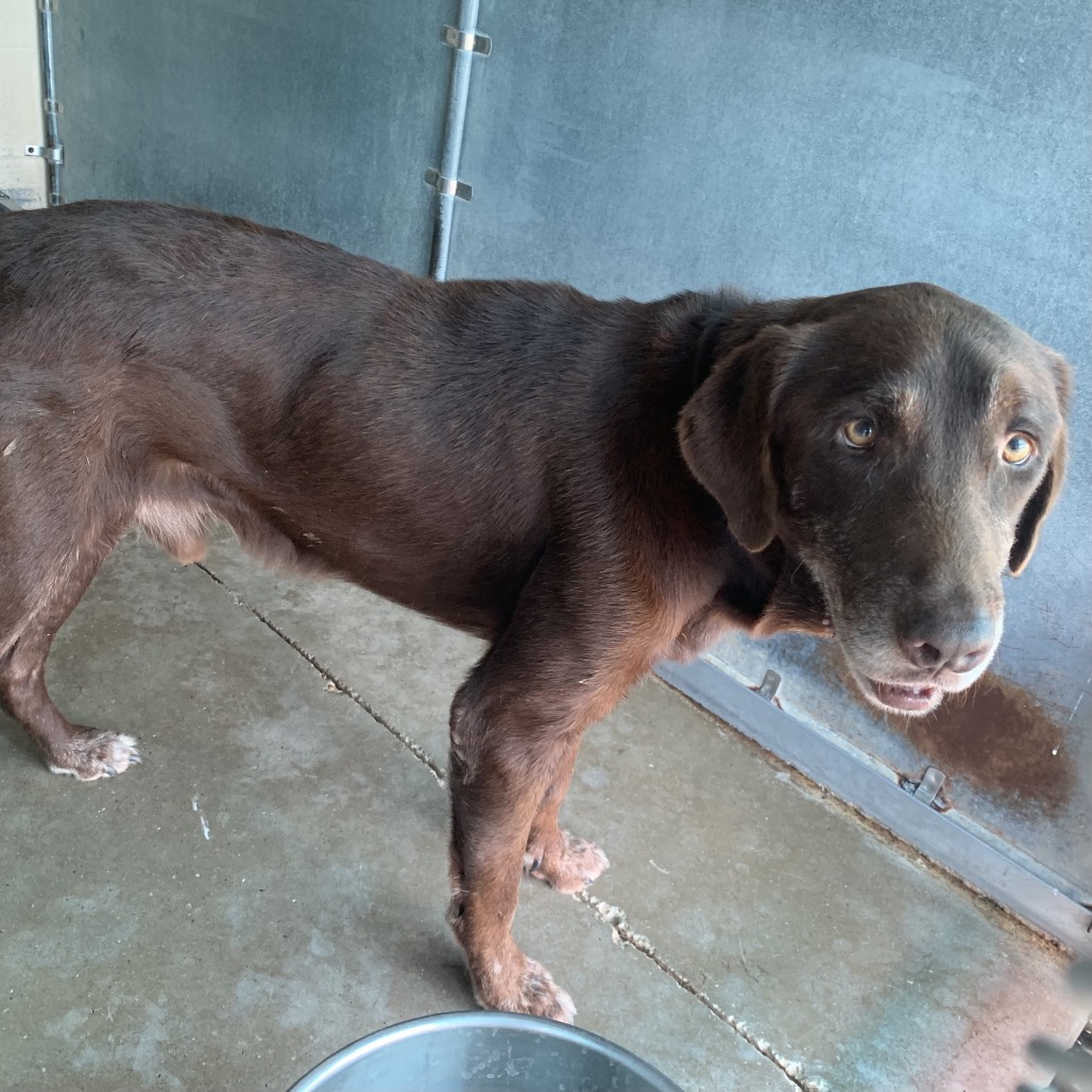 Shelter Stray Male Dog last seen , 2451 N Expressway 281, Edinburg, TX 78541, USA