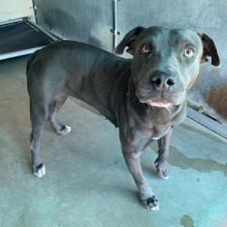 Shelter Stray Female Dog last seen , 2451 N Expressway 281, Edinburg, TX 78541, USA