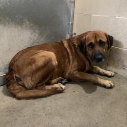 Shelter Stray Male Dog last seen , 2451 N Expressway 281, Edinburg, TX 78541, USA
