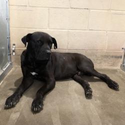 Shelter Stray Male Dog last seen , 2451 N Expressway 281, Edinburg, TX 78541, USA