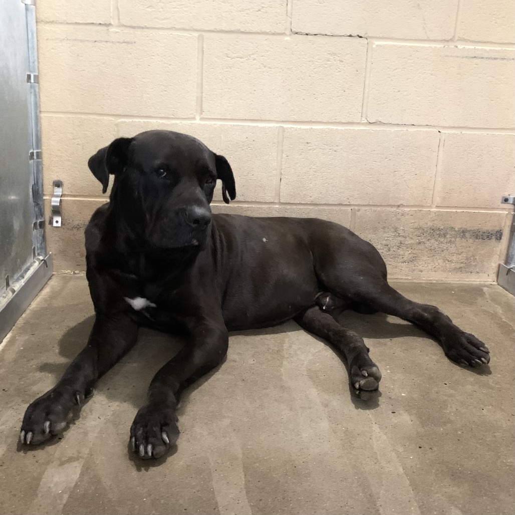 Shelter Stray Male Dog last seen , 2451 N Expressway 281, Edinburg, TX 78541, USA