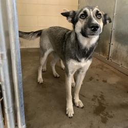 Shelter Stray Female Dog last seen , 2451 N Expressway 281, Edinburg, TX 78541, USA