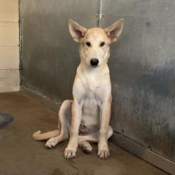 Shelter Stray Female Dog last seen , 2451 N Expressway 281, Edinburg, TX 78541, USA