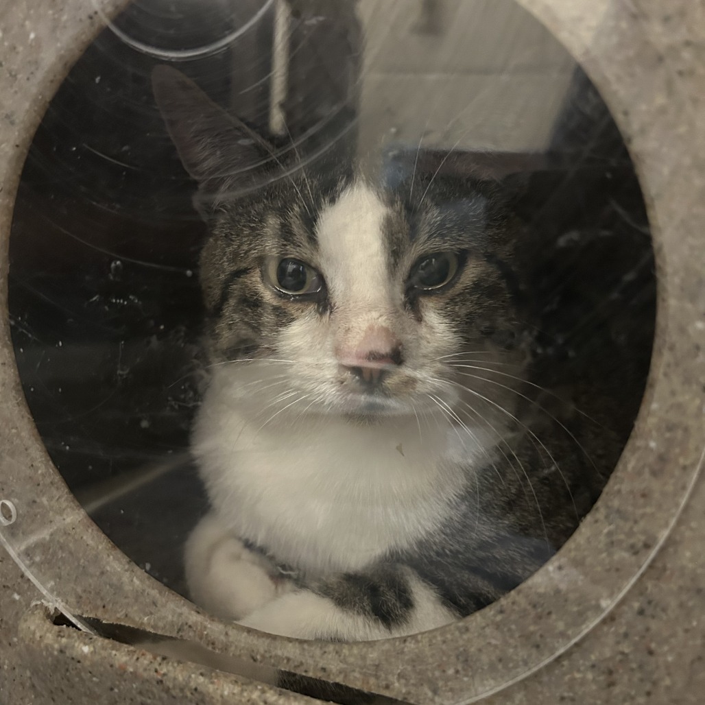 Shelter Stray Unknown Cat last seen , 800 Southwest Dr, Cheyenne, WY 82007, USA