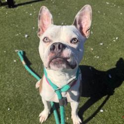 Shelter Stray Male Dog last seen , Animal Care & Control Team of Philly, 111 W Hunting Park Ave, Philadelphia, PA 19140, USA