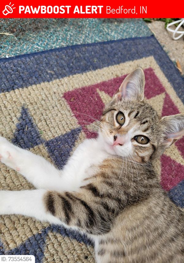 Lost Female Cat last seen St vincent church, Bedford, IN 47421