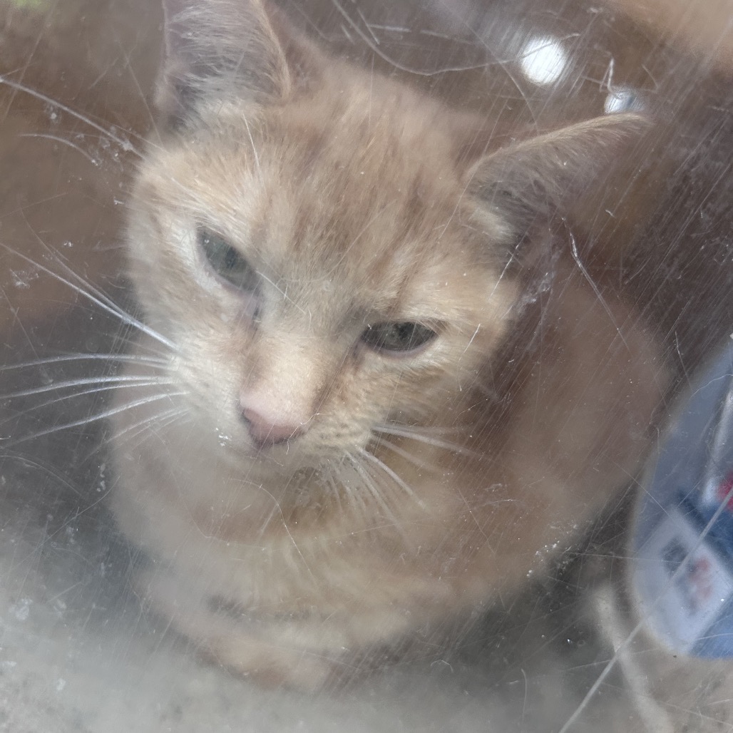 Shelter Stray Female Cat last seen , Animal Care & Control Team of Philly, 111 W Hunting Park Ave, Philadelphia, PA 19140, USA