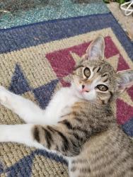 Lost Female Cat last seen St vincent church, Bedford, IN 47421
