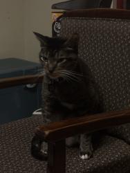 Lost Female Cat last seen 20th street, Houston, TX 77008