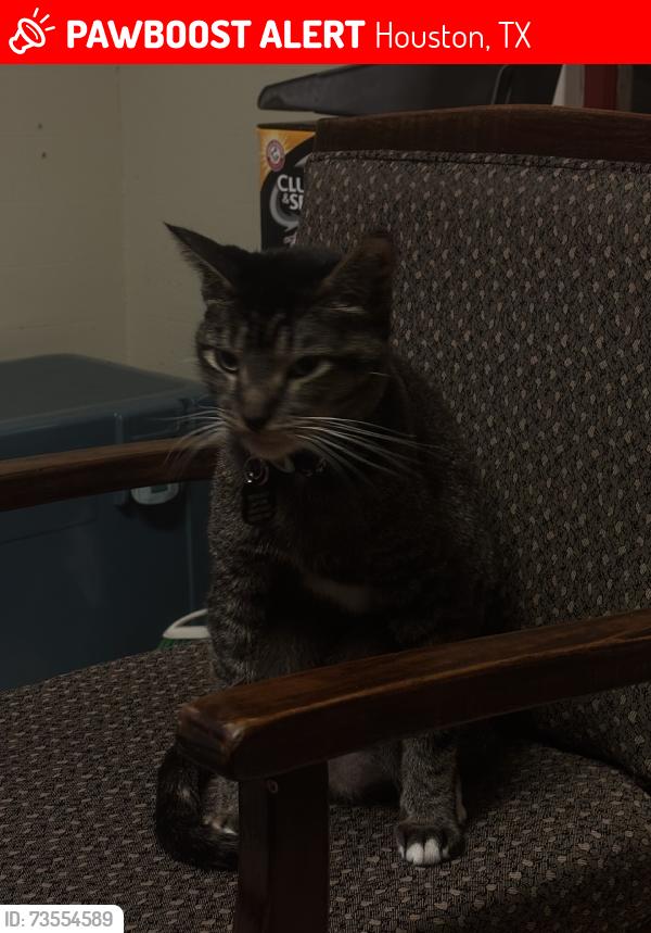 Lost Female Cat last seen 20th street, Houston, TX 77008