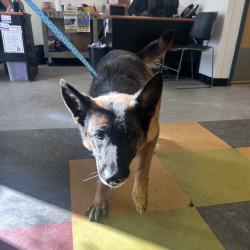 Shelter Stray Female Dog last seen , Animal Care & Control Team of Philly, 111 W Hunting Park Ave, Philadelphia, PA 19140, USA