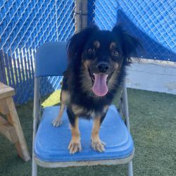 Shelter Stray Female Dog last seen , 12910 Yukon Ave, Hawthorne, CA 90250, USA