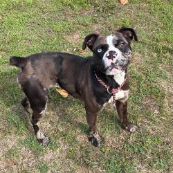 Shelter Stray Female Dog last seen , 3428 S Jenkins Ave, Norman, OK 73072, USA