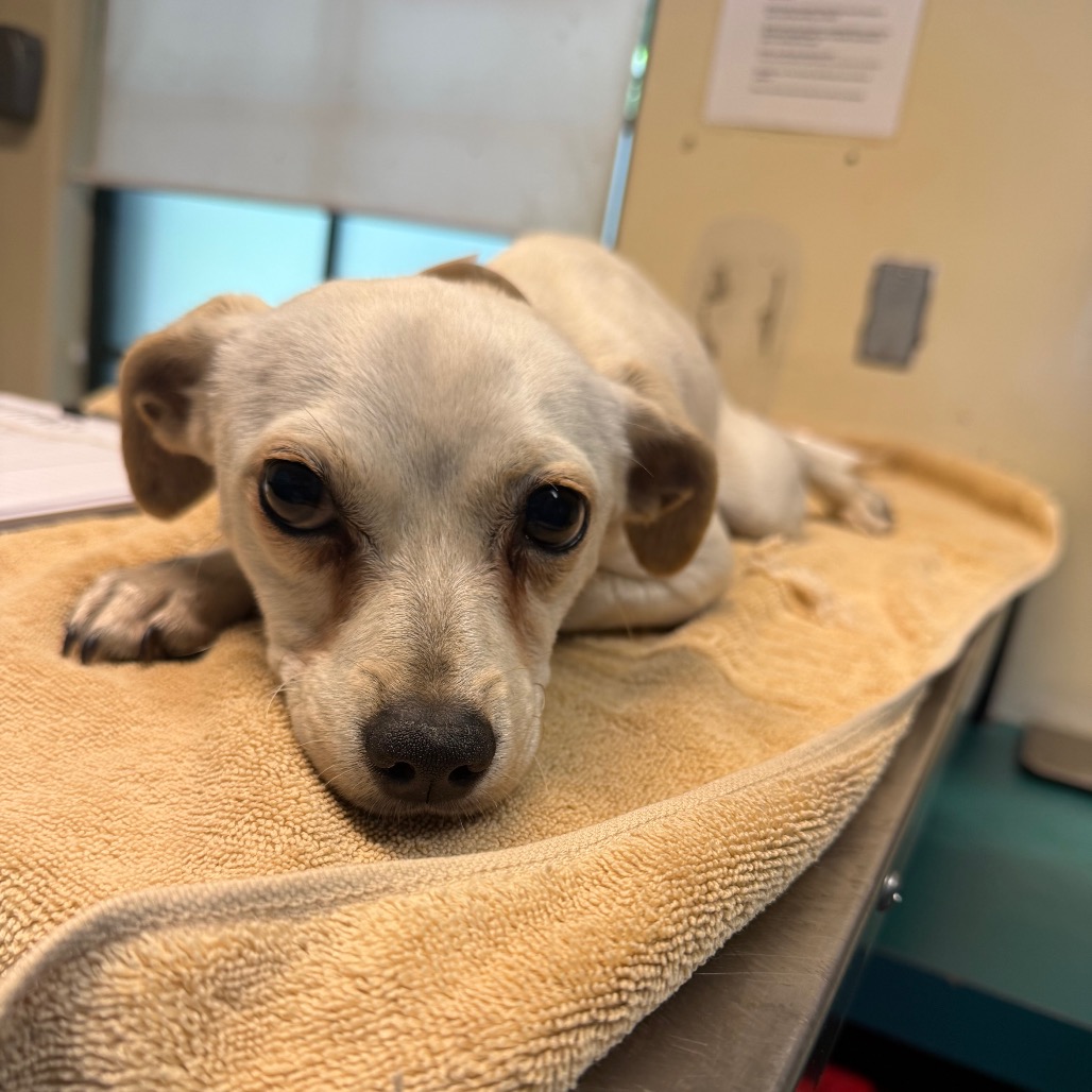 Shelter Stray Male Dog last seen , 361 S Raymond Ave, Pasadena, CA 91105, USA