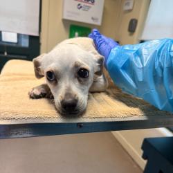 Shelter Stray Female Dog last seen , 361 S Raymond Ave, Pasadena, CA 91105, USA