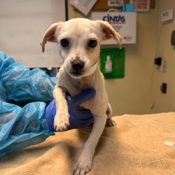 Shelter Stray Male Dog last seen , 361 S Raymond Ave, Pasadena, CA 91105, USA