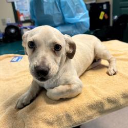 Shelter Stray Male Dog last seen , 361 S Raymond Ave, Pasadena, CA 91105, USA