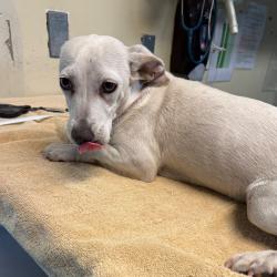 Shelter Stray Female Dog last seen , 361 S Raymond Ave, Pasadena, CA 91105, USA