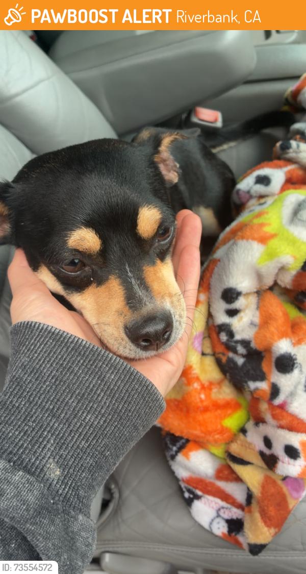 Found/Stray Female Dog last seen Patterson road and Jackson ave, Riverbank, CA 95367