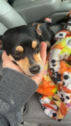 Found/Stray Female Dog last seen Patterson road and Jackson ave, Riverbank, CA 95367