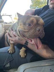 Reunited Unknown Dog last seen Between Spartanburg Community College and Pet Dairy, Spartanburg, SC 29301