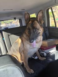 Found/Stray Unknown Dog last seen Chapman and Orange Park Blvd, Orange Park Acres, CA 92869