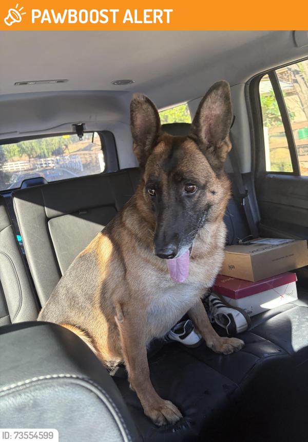 Found/Stray Unknown Dog last seen Chapman and Orange Park Blvd, Orange Park Acres, CA 92869