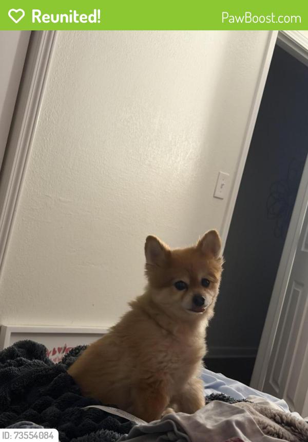 Reunited Female Dog last seen Near Winchester Avenue, Grandview, MO 64030