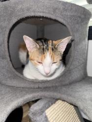 Lost Female Cat last seen Blair mill and horshom, Hatboro, PA 19040