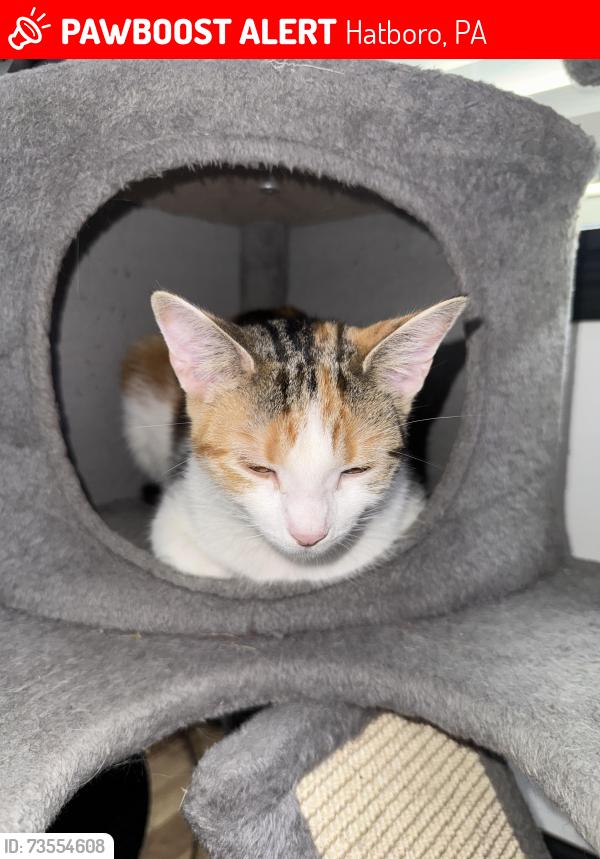Lost Female Cat last seen Blair mill and horshom, Hatboro, PA 19040
