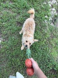 Lost Male Dog last seen Westglen dr, Denton, TX 76207