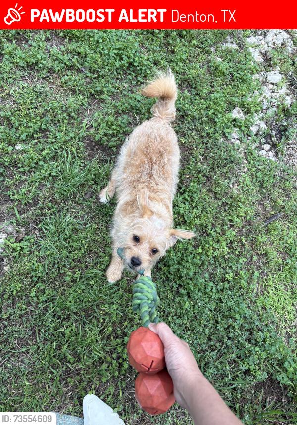 Lost Male Dog last seen Westglen dr, Denton, TX 76207