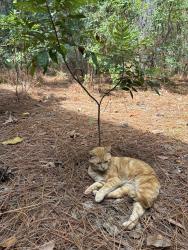 Lost Male Cat last seen Jewell and Boone, Lexington, SC 29073