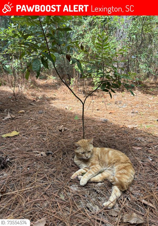 Lost Male Cat last seen Jewell and Boone, Lexington, SC 29073