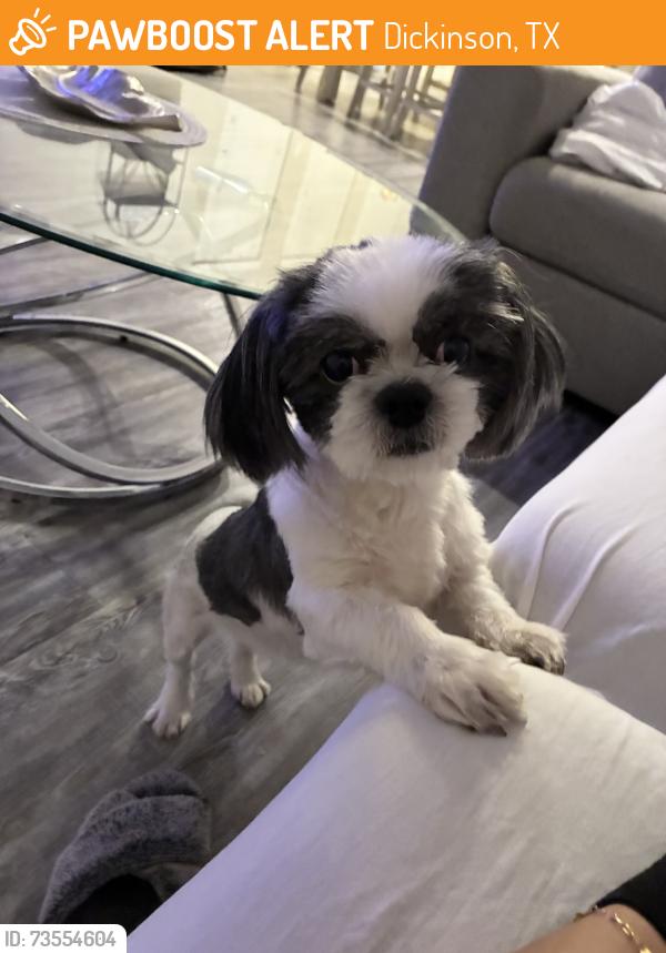 Found/Stray Female Dog last seen Bay colony west HOA, Dickinson, TX 77539