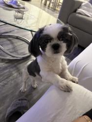 Found/Stray Female Dog last seen Bay colony west HOA, Dickinson, TX 77539
