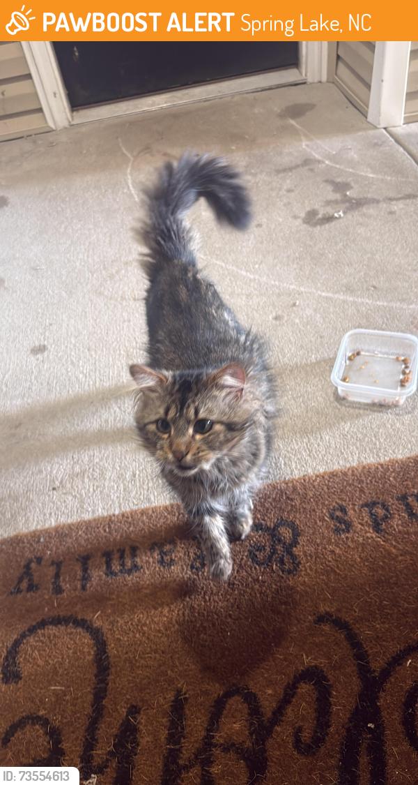 Found/Stray Unknown Cat last seen Near S cliffs cir spring lake, Spring Lake, NC 28390