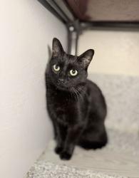 Shelter Stray Female Cat last seen Near Stonne Ln, Kaysville, UT 84037, USA, 1422 E 600 N, Fruit Heights, UT 84037, USA