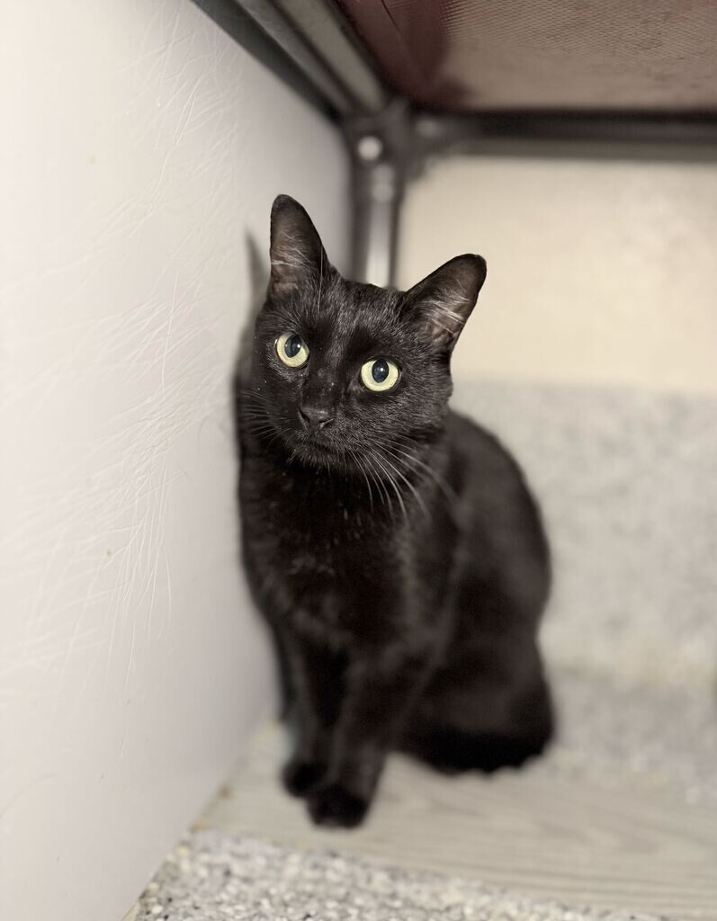 Shelter Stray Female Cat last seen Near Stonne Ln, Kaysville, UT 84037, USA, 1422 E 600 N, Fruit Heights, UT 84037, USA