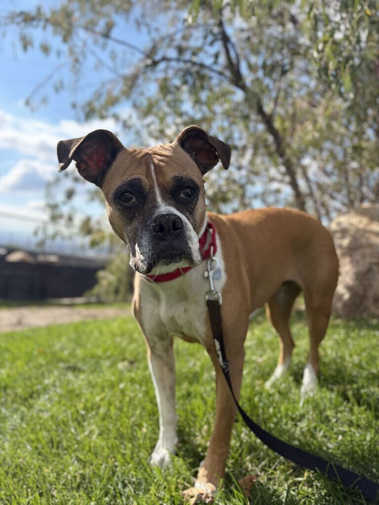 Shelter Stray Female Dog last seen Near W Center St, North Salt Lake, UT 84054, USA, 1422 E 600 N, Fruit Heights, UT 84037, USA