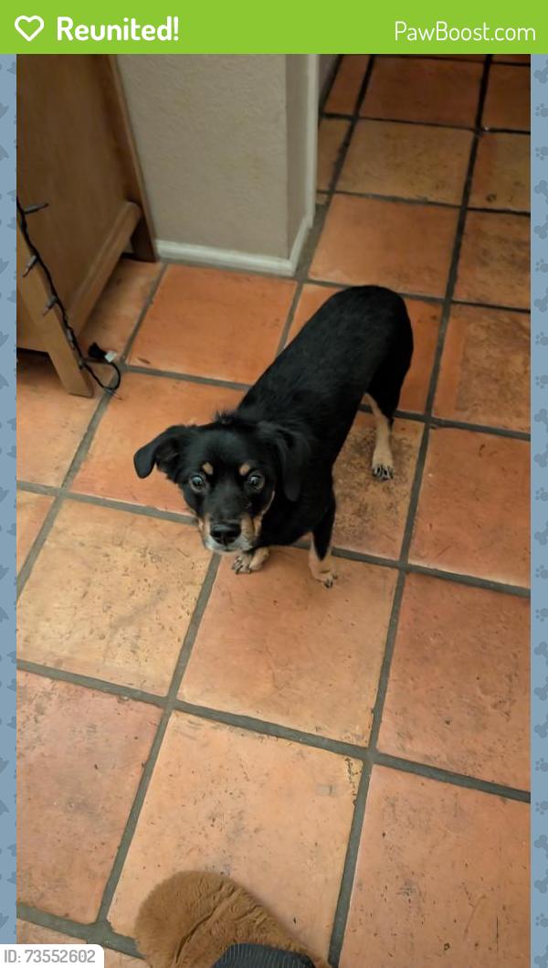 Reunited Male Dog last seen 40th street and Thunderbird, Phoenix, AZ 85032