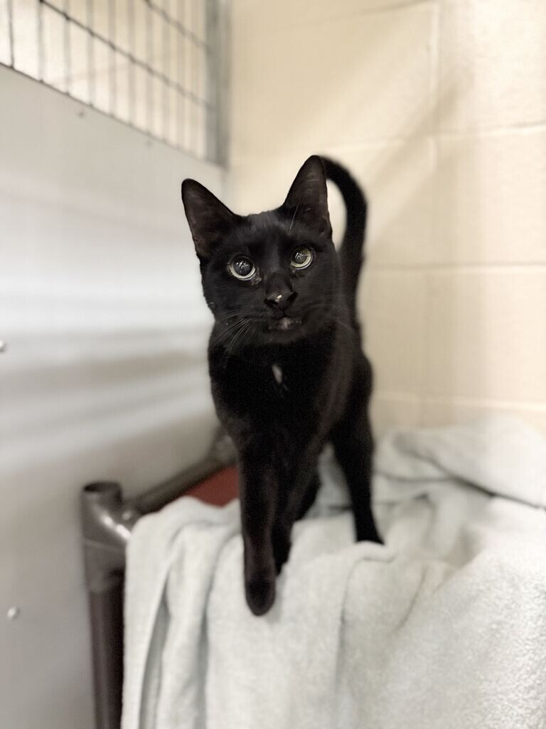 Shelter Stray Male Cat last seen Clinton, UT, USA, 1422 E 600 N, Fruit Heights, UT 84037, USA