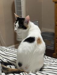Reunited Female Cat last seen Near Springs Road, Vallejo, CA, USA, Vallejo, CA 94590