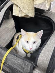 Reunited Male Cat last seen Near 40th Ave S Minneapolis MN, Minneapolis, MN 55406