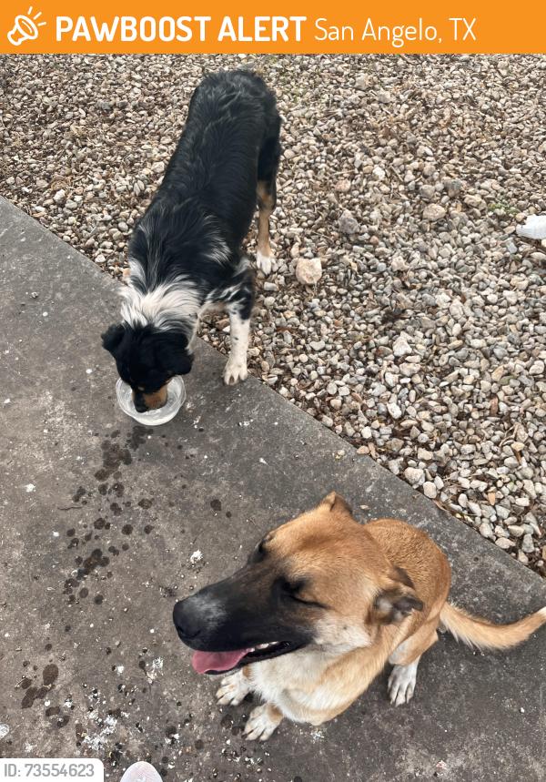 Found/Stray Unknown Dog last seen On the loop by Central High School, San Angelo, TX 76903