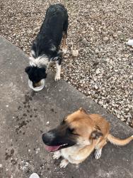 Found/Stray Unknown Dog last seen On the loop by Central High School, San Angelo, TX 76903