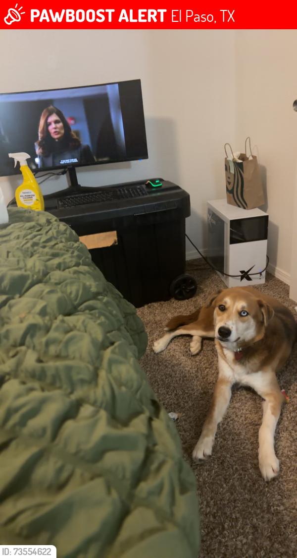 Lost Female Dog last seen Mccombs st, El Paso, TX 79924