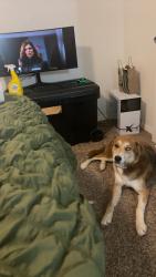 Lost Female Dog last seen Mccombs st, El Paso, TX 79924