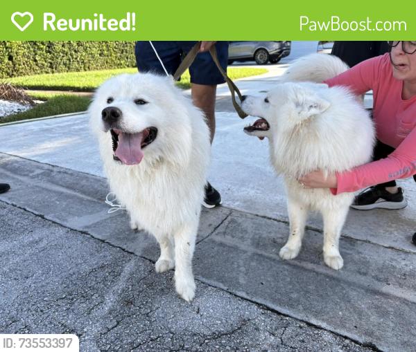 Reunited Unknown Dog last seen Intersection of 9th Street near 143rd, Miami, FL 33184