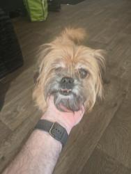 Found/Stray Male Dog last seen By Burger Box, Fort Worth, TX 76116